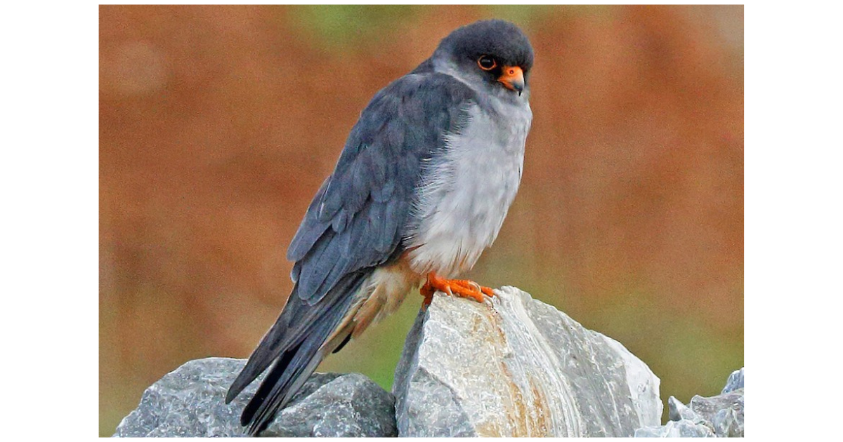 Amur Falcons