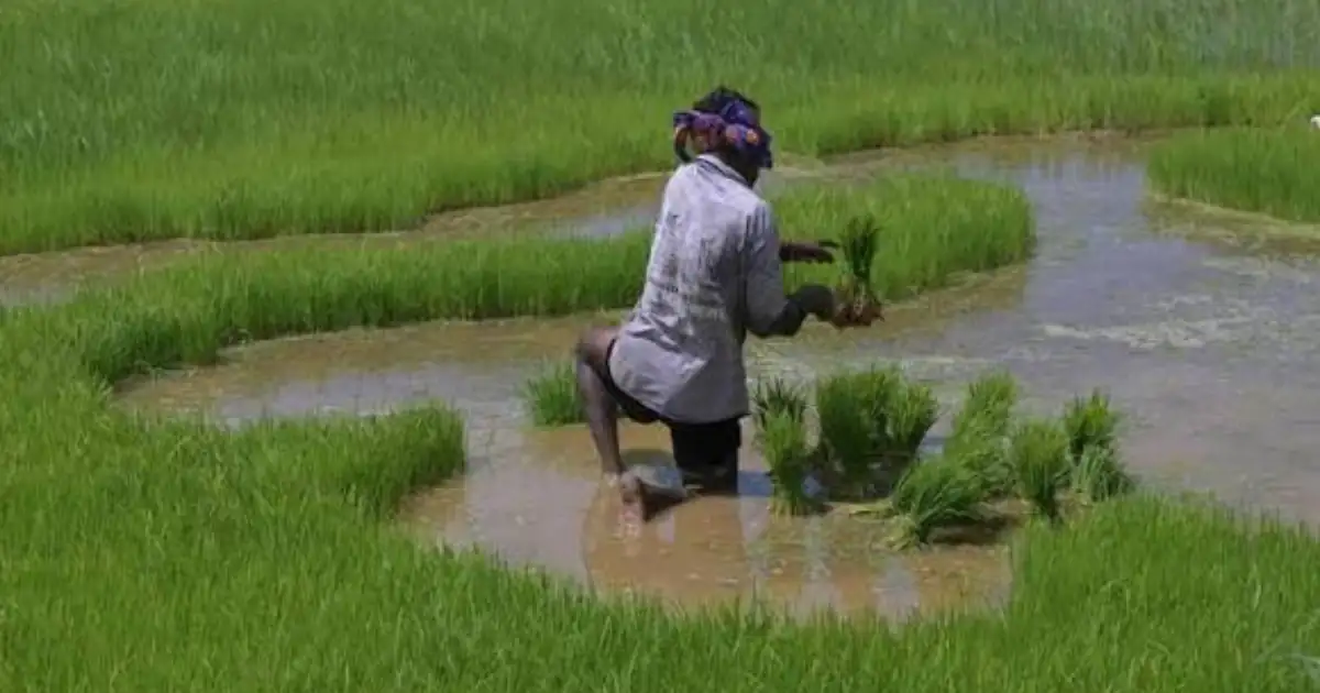 Weak Monsoon and El Niño Raise Concerns Over India's Agricultural Imports