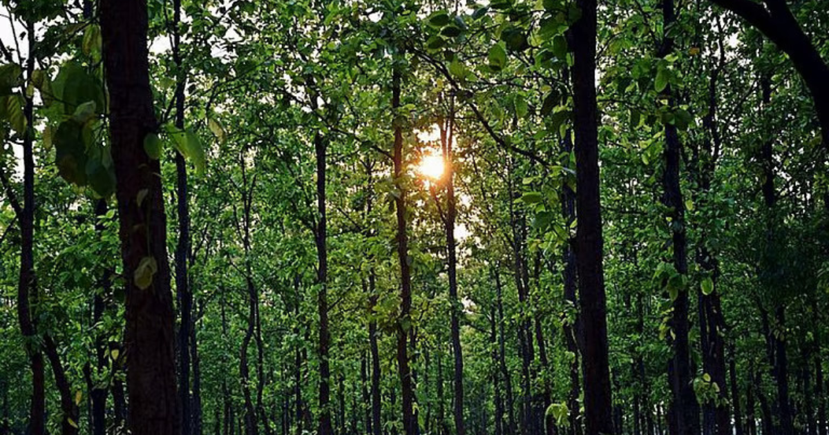 Saranda Forest
