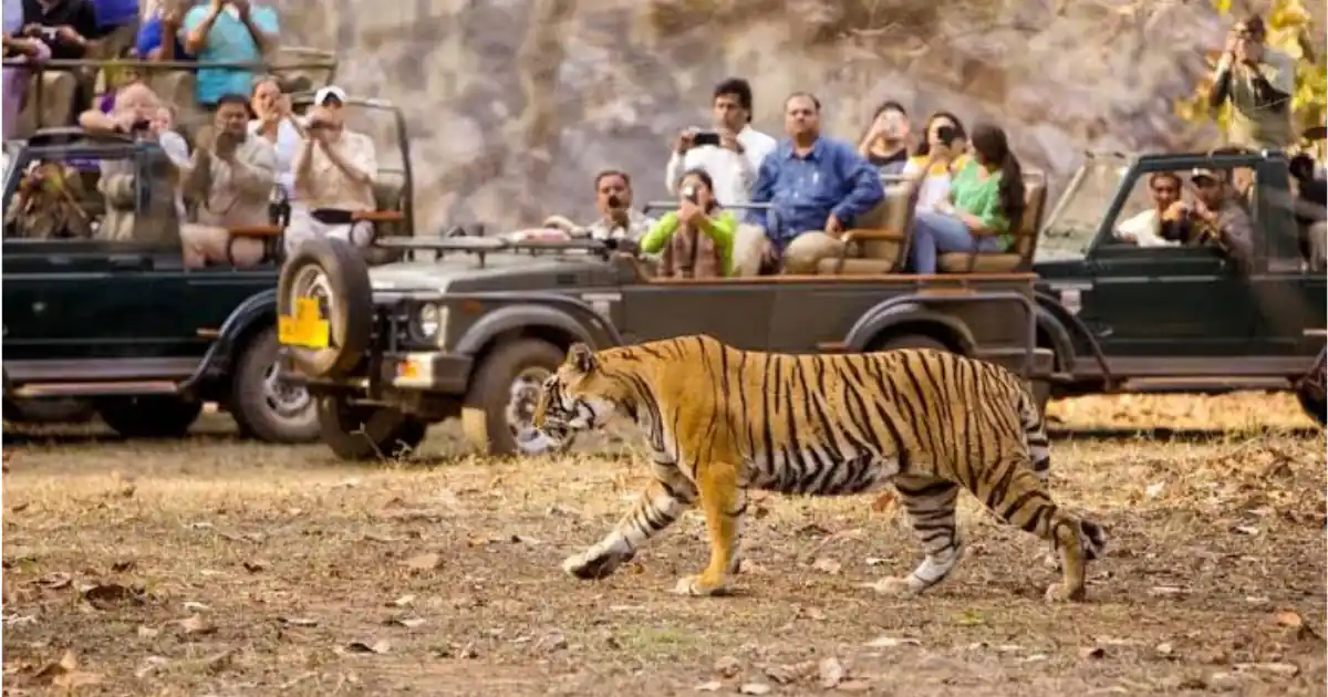 Kawal Tiger Reserve Named Priority Site for Tiger Recovery by NTCA