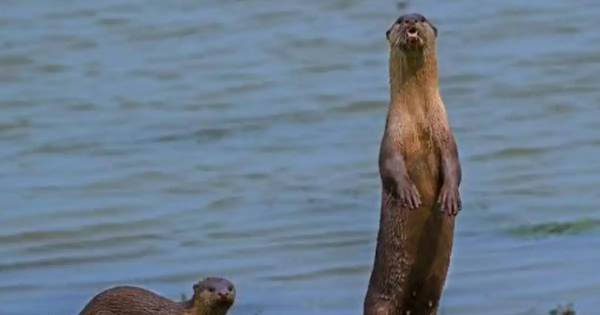 Smooth-Coated Otter Population Found Thriving in Mettur Dam–Cauvery Stretch, Conservation Urged