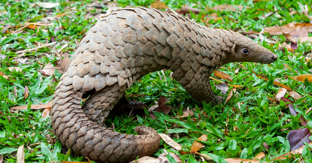 pangolins
