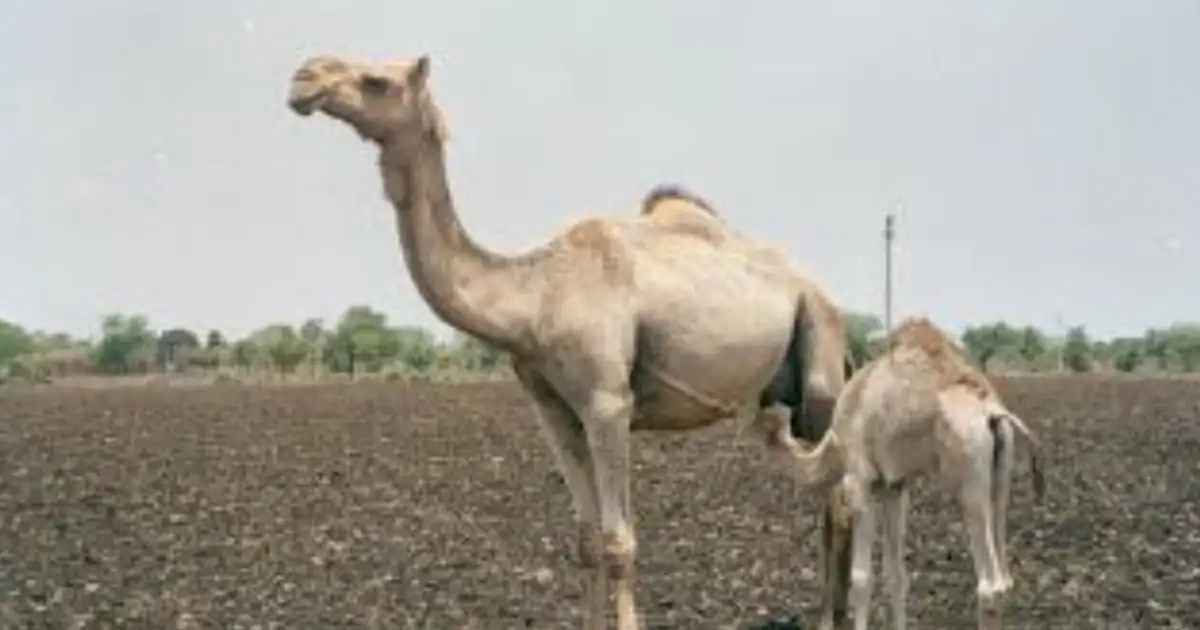 Malvi Camel: Conservation Efforts Launched to Protect India’s Rare Indigenous Camel Breed