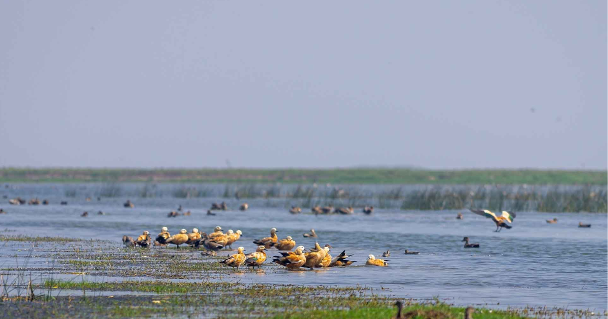 Nalabana Wildlife Sanctuary: Odisha’s Ramsar Wetland Hub for Migratory Birds