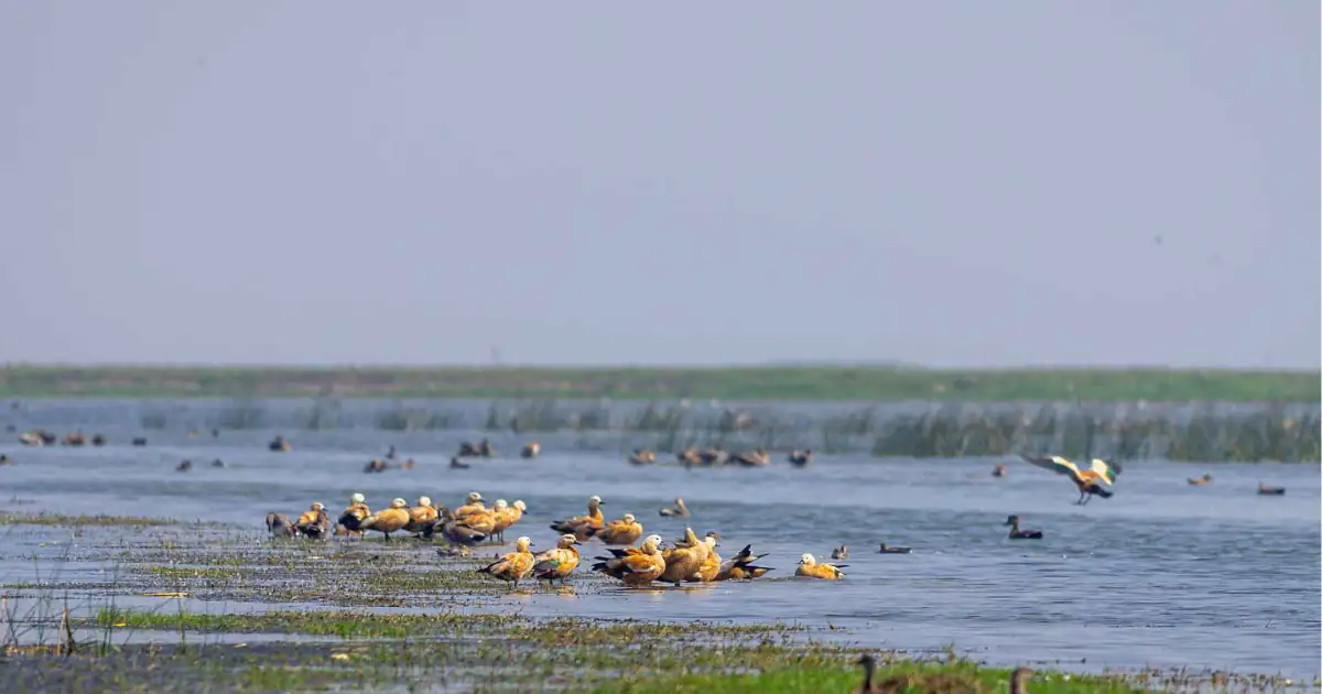 Nalabana Wildlife Sanctuary: Odisha’s Ramsar Wetland Hub for Migratory Birds