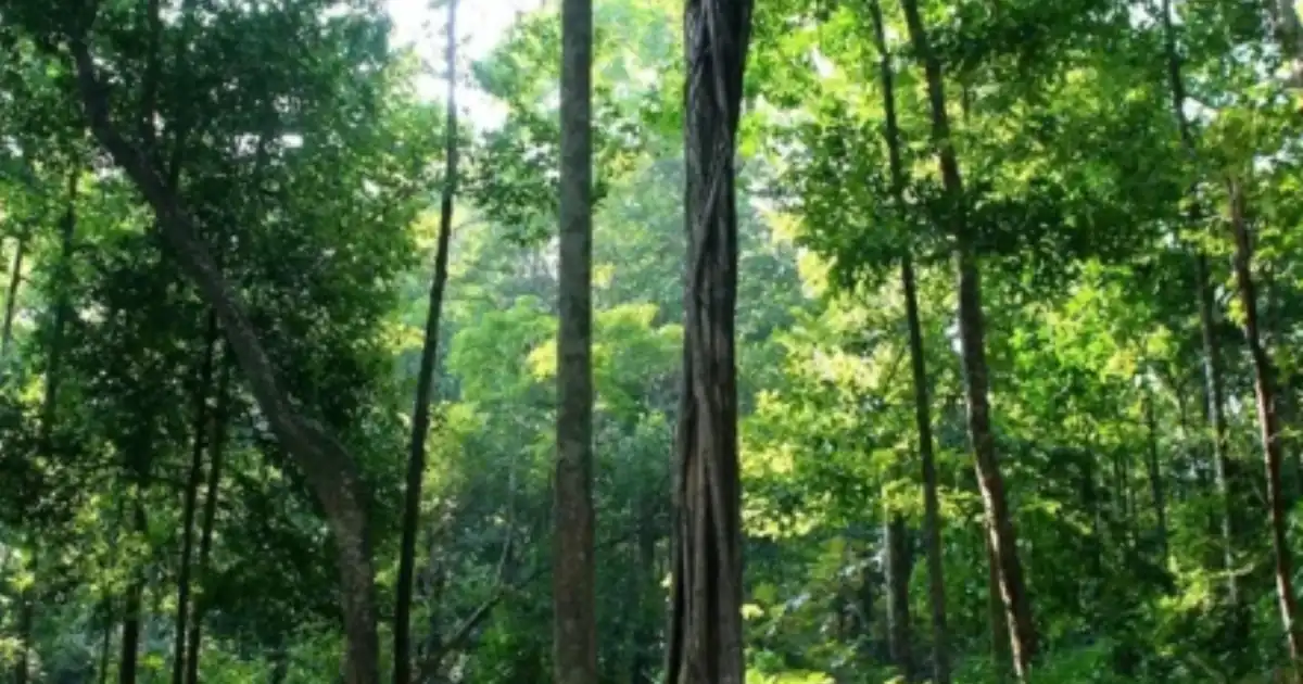 Raimona National Park: Assam’s Transboundary Biodiversity Hotspot Along the India–Bhutan Border