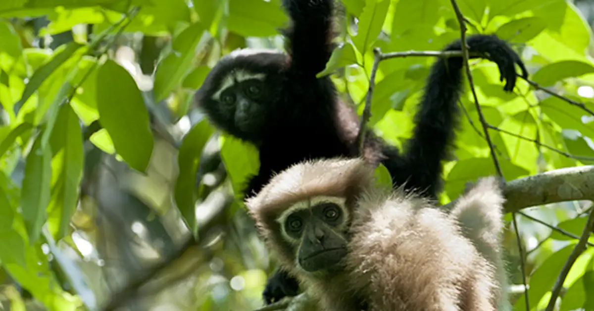 Hoollongapar Gibbon Sanctuary Emerges as Assam’s Rich Butterfly Biodiversity Hotspot