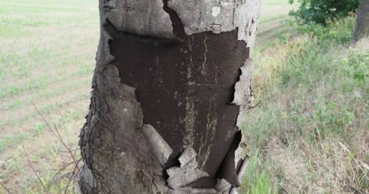 Sooty Bark Disease: Deadly Fungal Threat to Maple Trees Intensifies Under Hot, Dry Conditions