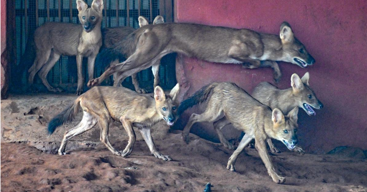 Asiatic Wild Dogs: Study Reveals Hypercarnivorous Diet and Conservation Status