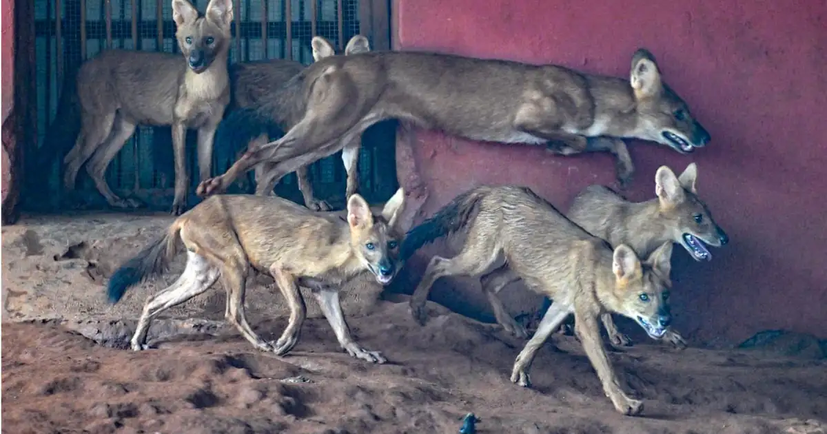 Asiatic Wild Dogs: Study Reveals Hypercarnivorous Diet and Conservation Status